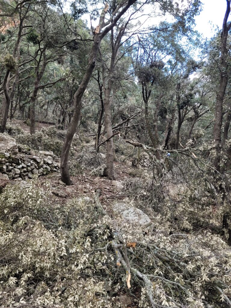 Umgestürtzte Bäume erschweren uns den Aufstieg