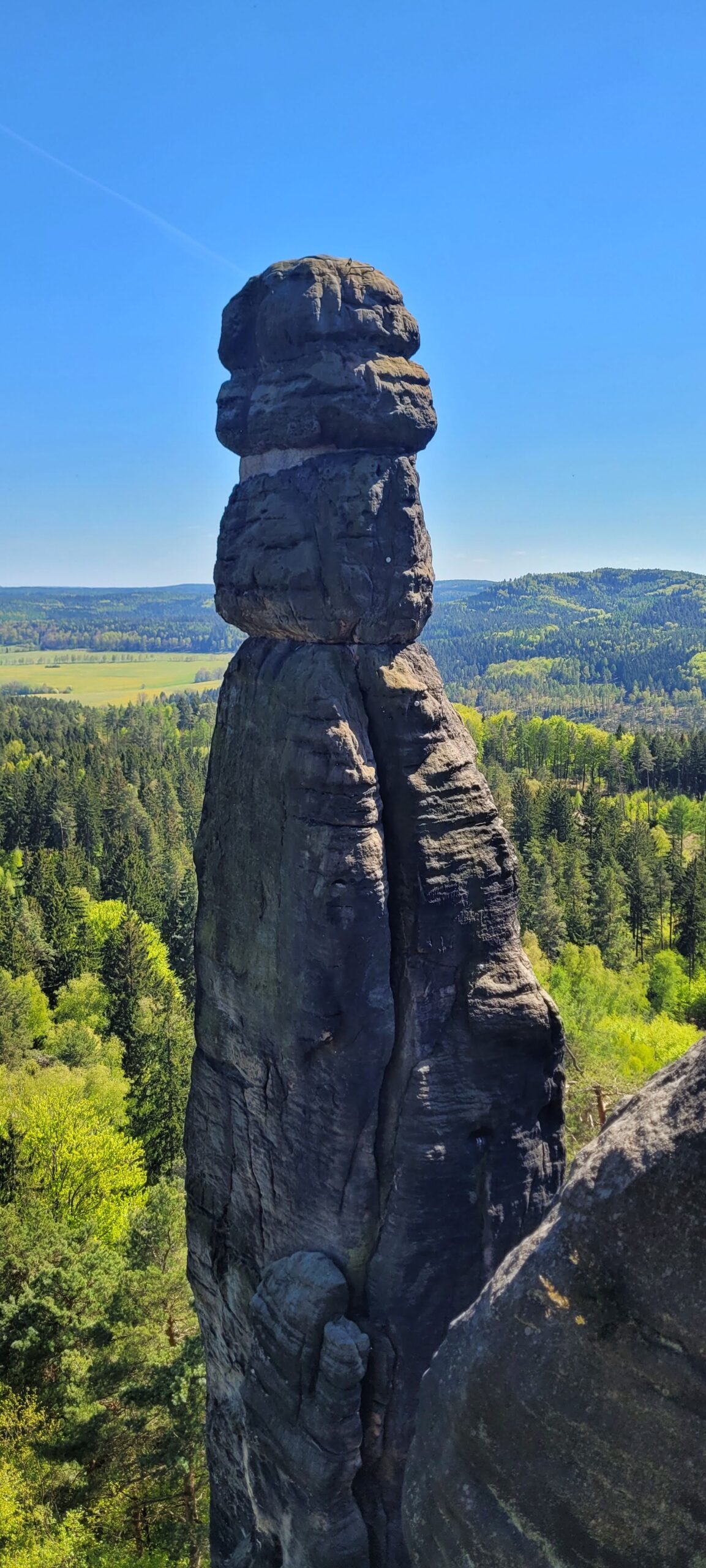 Die Barbarine